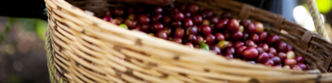 Basket of the Best Single Origin Coffee