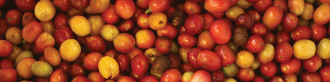 Certified B Corporations Import Fair Trade Coffee Cherries