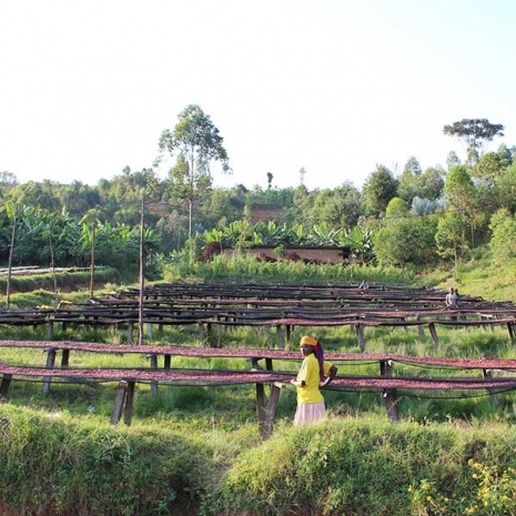 Sunny day at Nemba station, Burundi with woman coffee producer overseeing rows of drying tables filled with natural process coffee.
